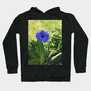 Blue Batchelor Button Hoodie